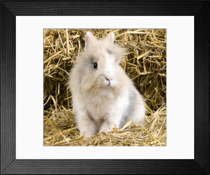 Framed Print : Picture No. 10900048 Framed Print : Picture No. 10900048