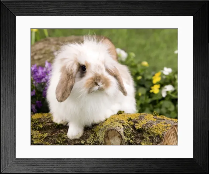 Framed Print : Picture No. 10900052 Framed Print : Picture No. 10900052