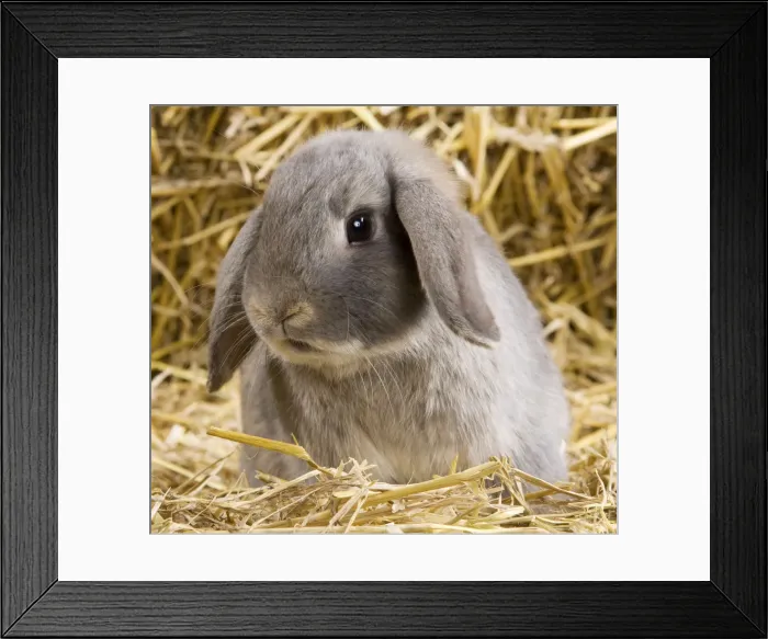 Framed Print : Picture No. 10900049 Framed Print : Picture No. 10900049