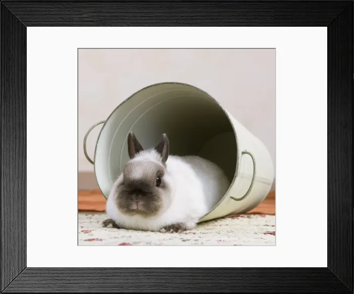 Framed Print : Picture No. 10900055 Framed Print : Picture No. 10900055