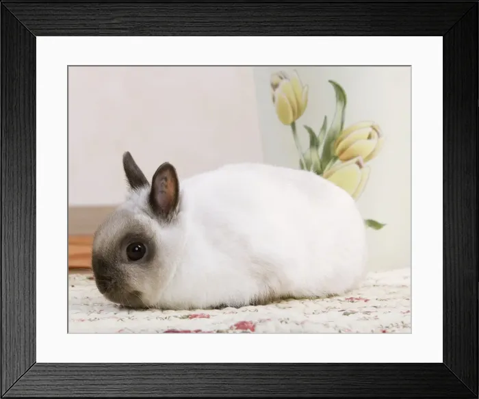 Framed Print : Picture No. 10900056 Framed Print : Picture No. 10900056