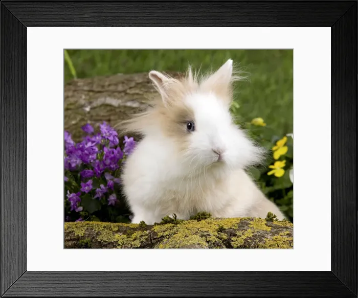 Framed Print : Picture No. 10900051 Framed Print : Picture No. 10900051