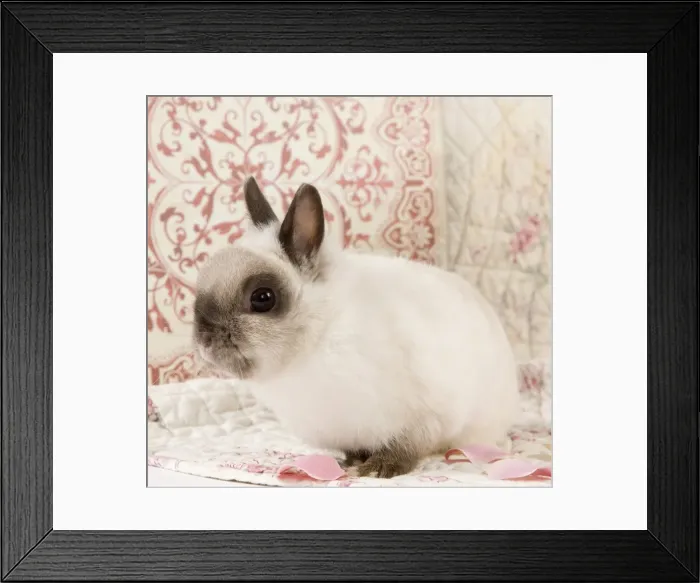 Framed Print : Picture No. 10900058 Framed Print : Picture No. 10900058