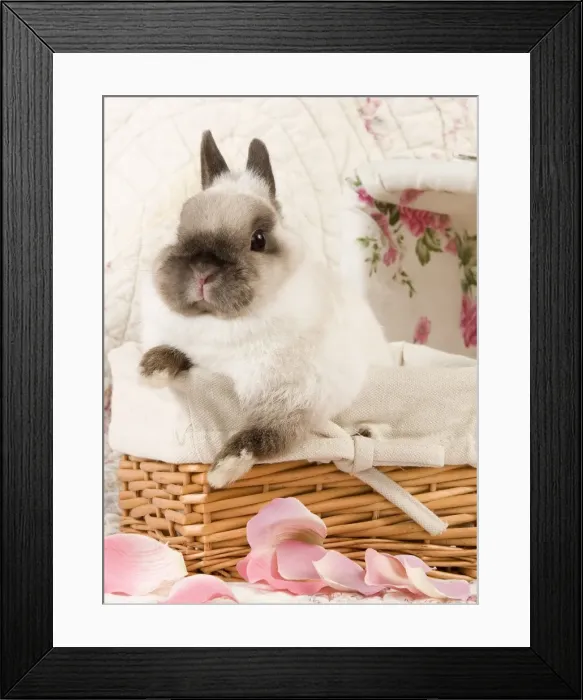 Framed Print : Picture No. 10900057 Framed Print : Picture No. 10900057