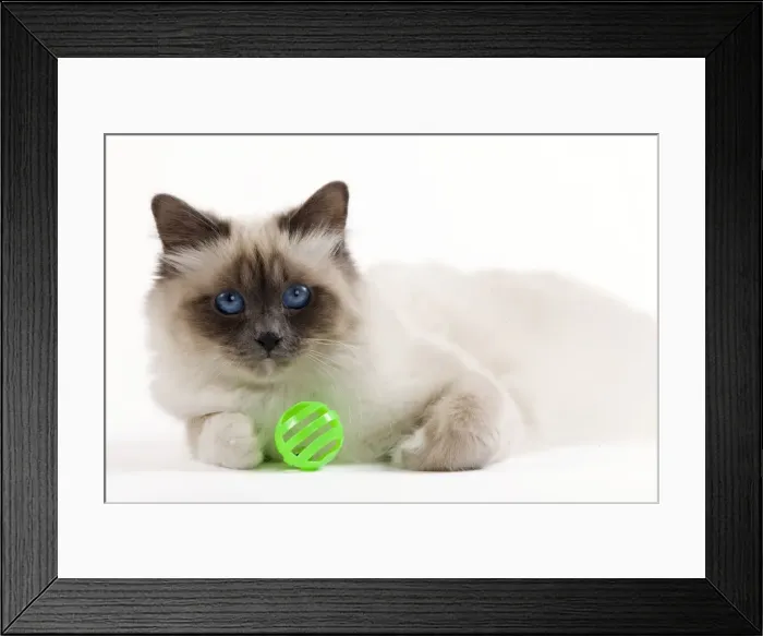 Framed Print : Picture No. 10900060 Framed Print : Picture No. 10900060