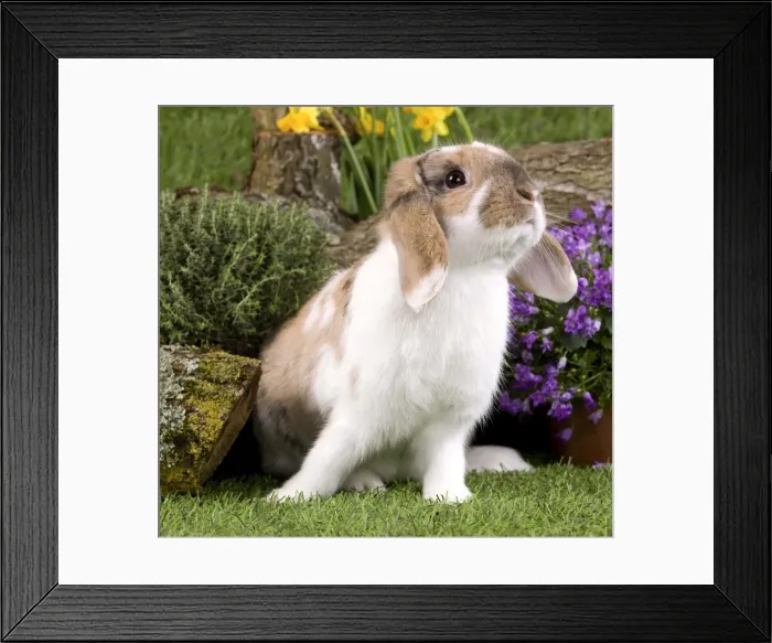Framed Print : Picture No. 10900050 Framed Print : Picture No. 10900050