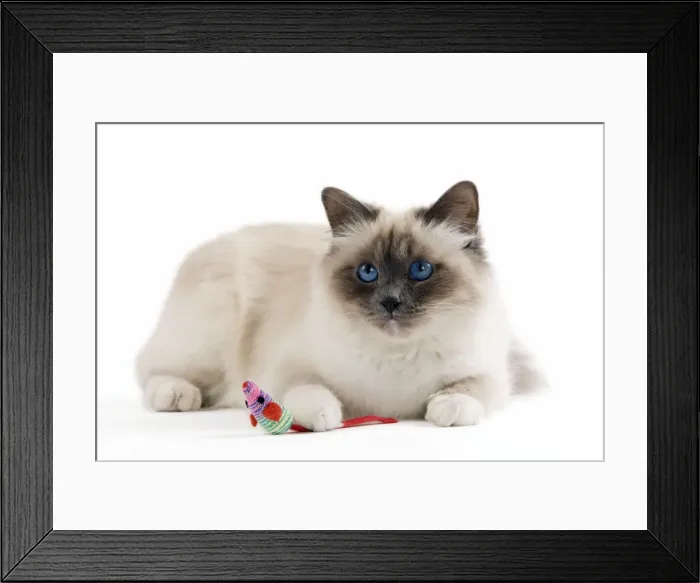 Framed Print : Picture No. 10900059 Framed Print : Picture No. 10900059