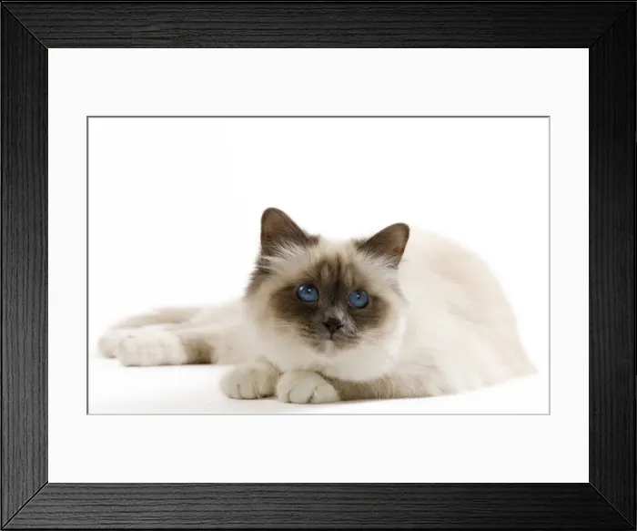Framed Print : Picture No. 10900062 Framed Print : Picture No. 10900062