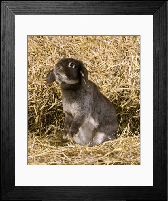 Framed Print : Picture No. 10900054