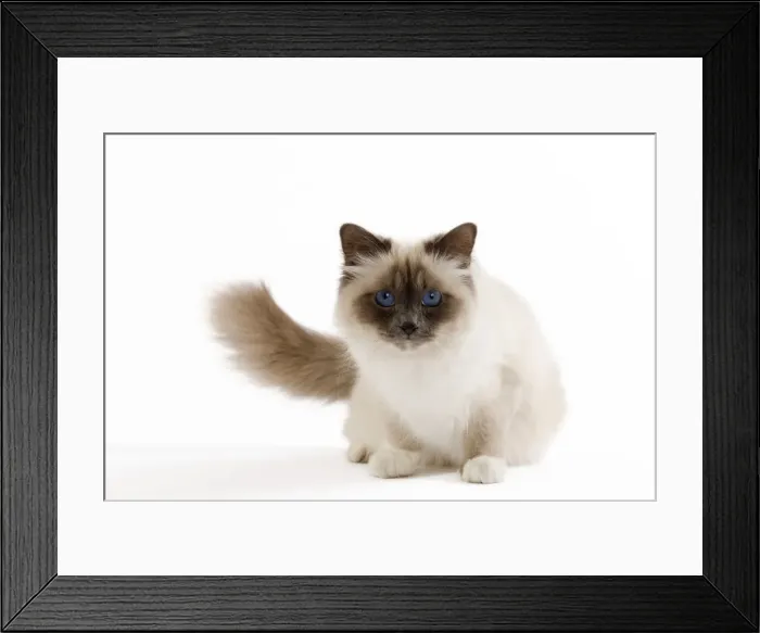 Framed Print : Picture No. 10900066 Framed Print : Picture No. 10900066