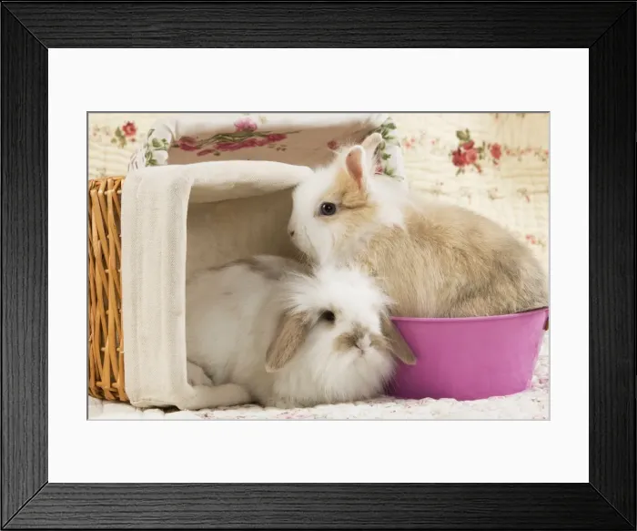 Framed Print : Picture No. 10900072