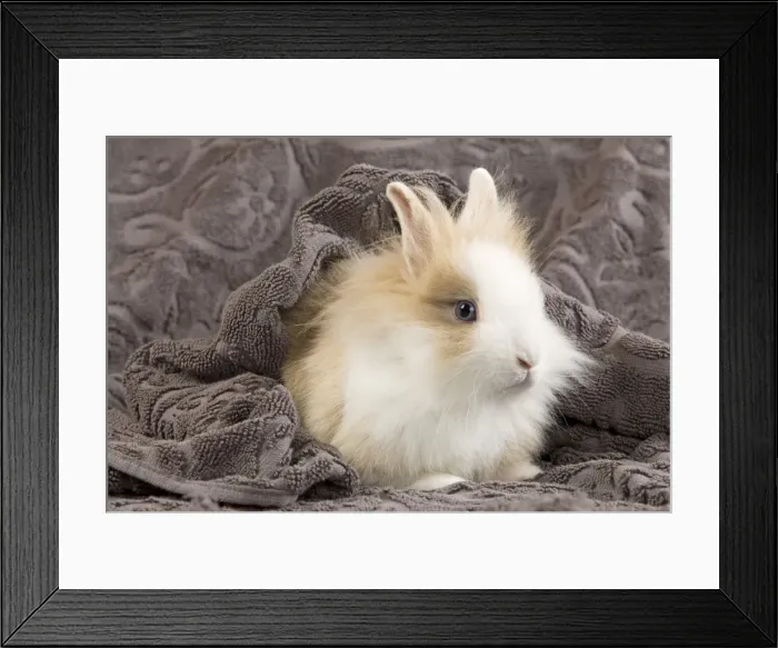 Framed Print : Picture No. 10900068