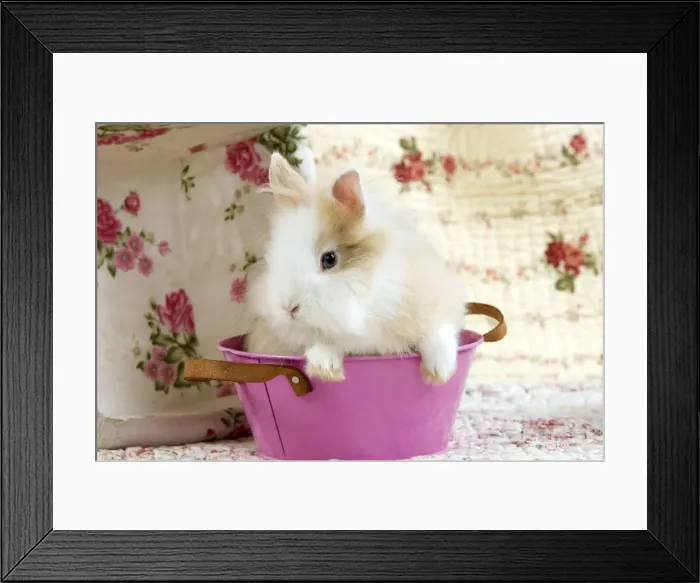 Framed Print : Picture No. 10900073 Framed Print : Picture No. 10900073