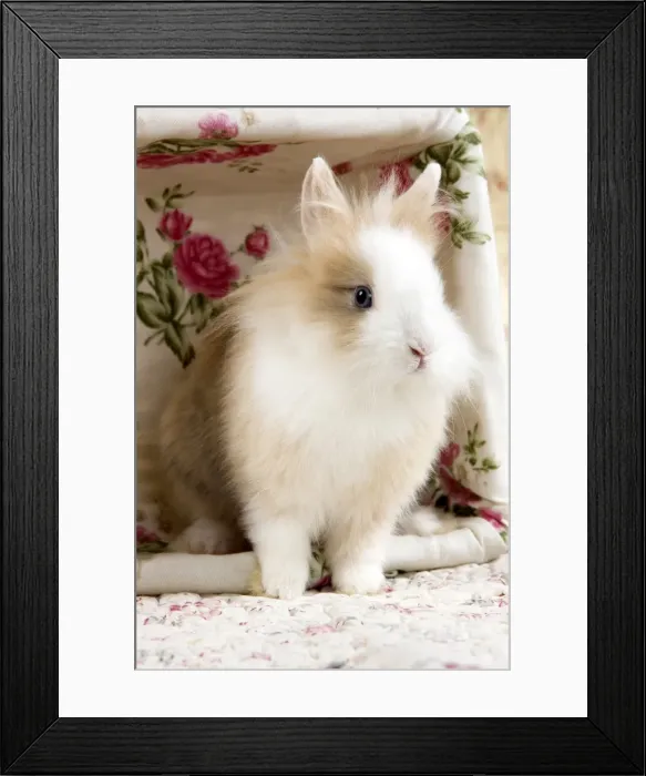Framed Print : Picture No. 10900071 Framed Print : Picture No. 10900071
