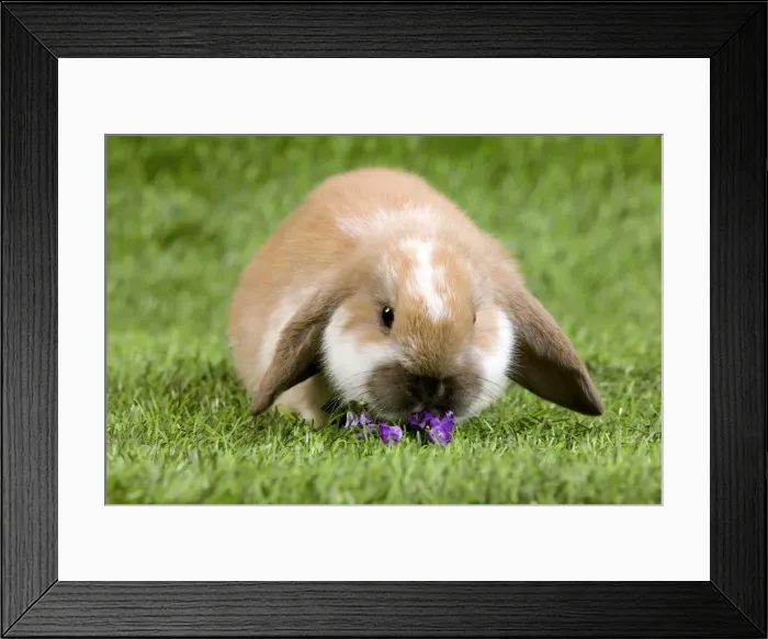 Framed Print : Picture No. 10900077 Framed Print : Picture No. 10900077