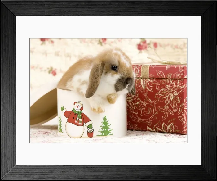 Framed Print : Picture No. 10900079 Framed Print : Picture No. 10900079