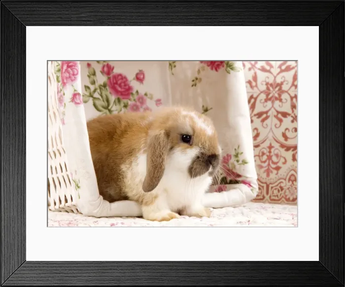 Framed Print : Picture No. 10900081