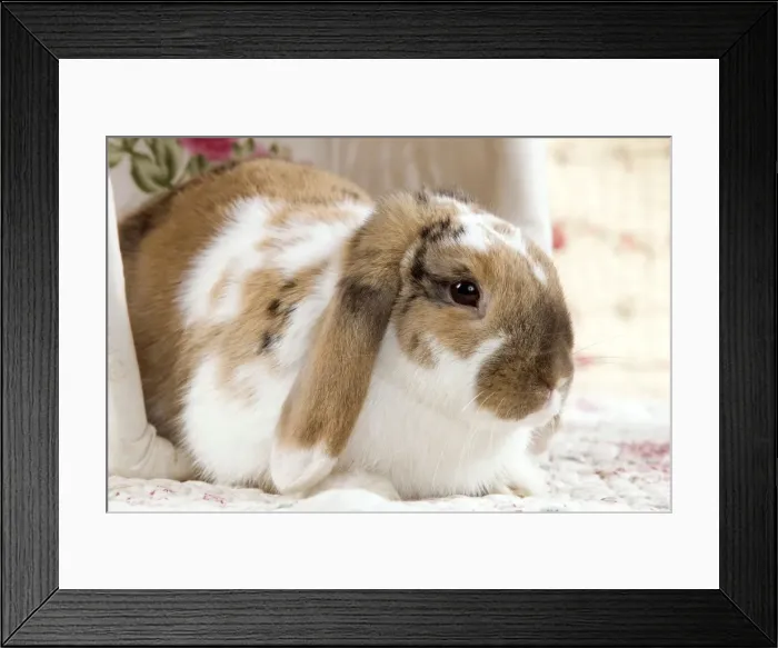 Framed Print : Picture No. 10900074 Framed Print : Picture No. 10900074