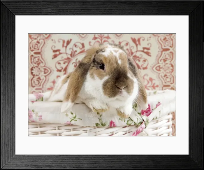Framed Print : Picture No. 10900075 Framed Print : Picture No. 10900075