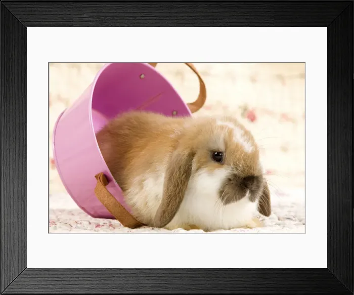 Framed Print : Picture No. 10900082 Framed Print : Picture No. 10900082