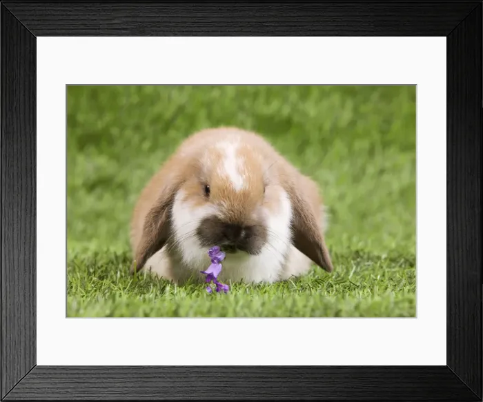 Framed Print : Picture No. 10900076 Framed Print : Picture No. 10900076