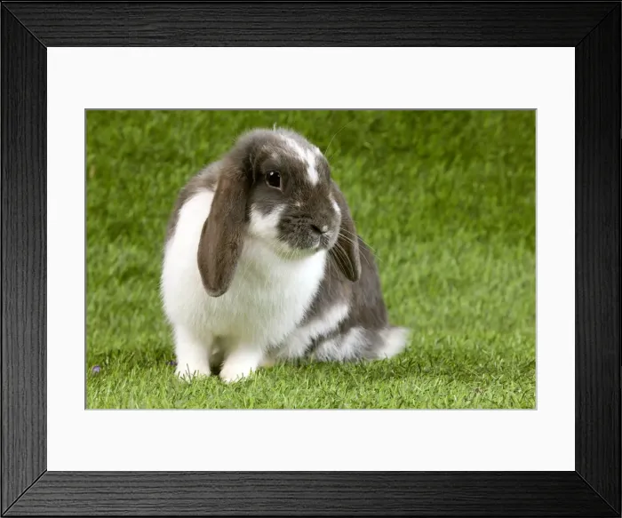 Framed Print : Picture No. 10900088 Framed Print : Picture No. 10900088