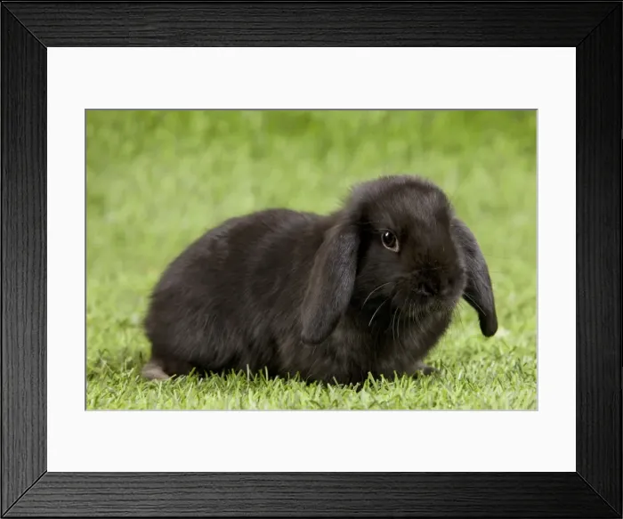 Framed Print : Picture No. 10900089