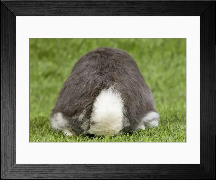 Framed Print : Picture No. 10900086 Framed Print : Picture No. 10900086