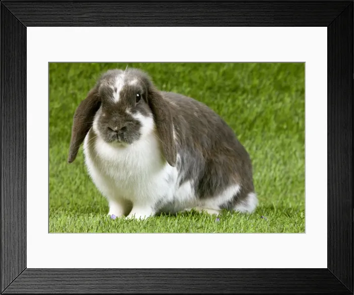 Framed Print : Picture No. 10900087