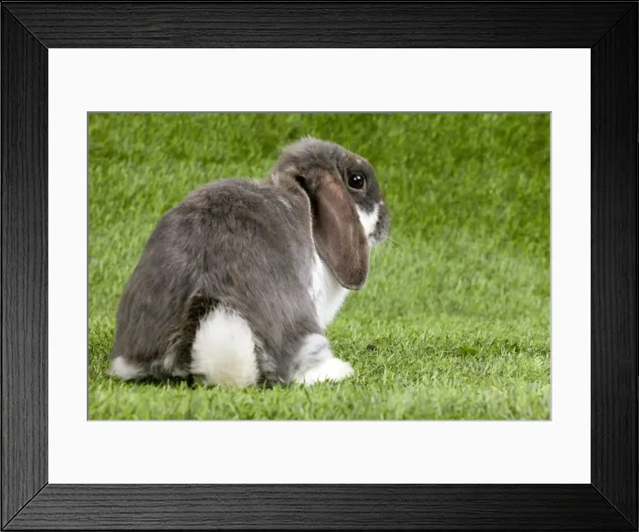 Framed Print : Picture No. 10900085 Framed Print : Picture No. 10900085