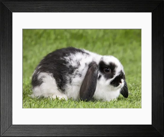 Framed Print : Picture No. 10900090
