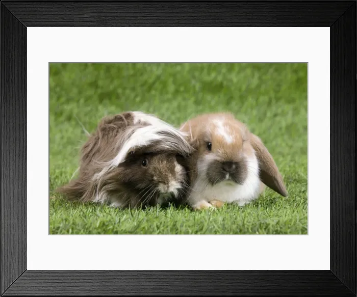 Framed Print : Picture No. 10900095 Framed Print : Picture No. 10900095