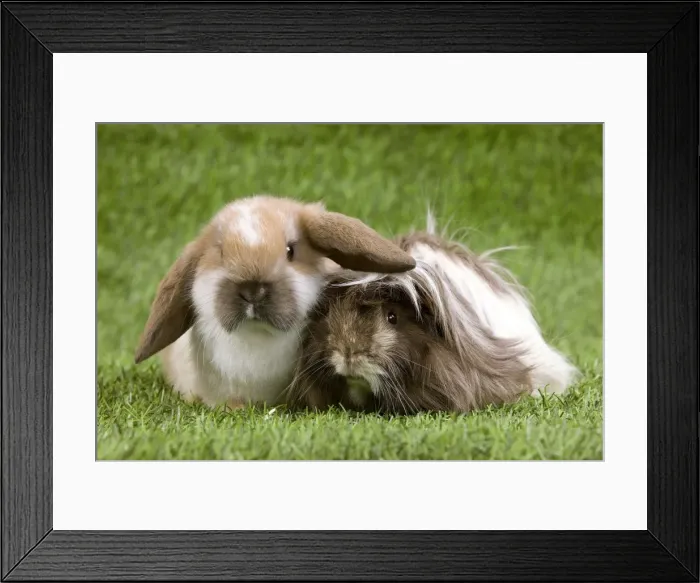Framed Print : Picture No. 10900093 Framed Print : Picture No. 10900093