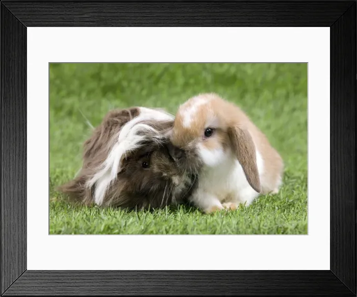 Framed Print : Picture No. 10900094 Framed Print : Picture No. 10900094