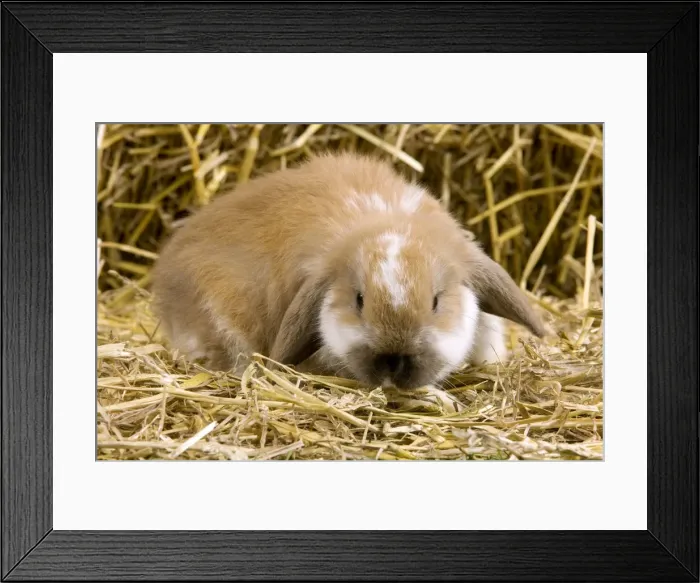 Framed Print : Picture No. 10900099