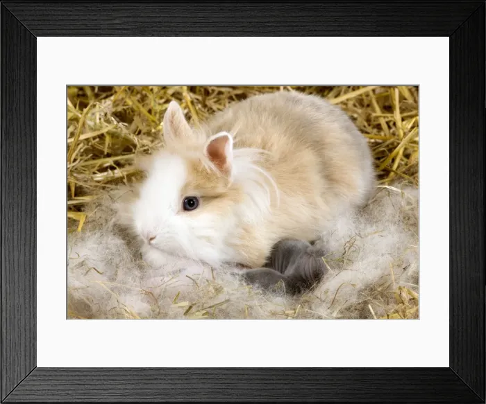 Framed Print : Picture No. 10900105 Framed Print : Picture No. 10900105