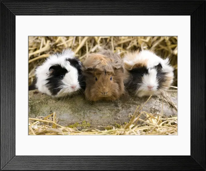 Framed Print : Picture No. 10900101 Framed Print : Picture No. 10900101