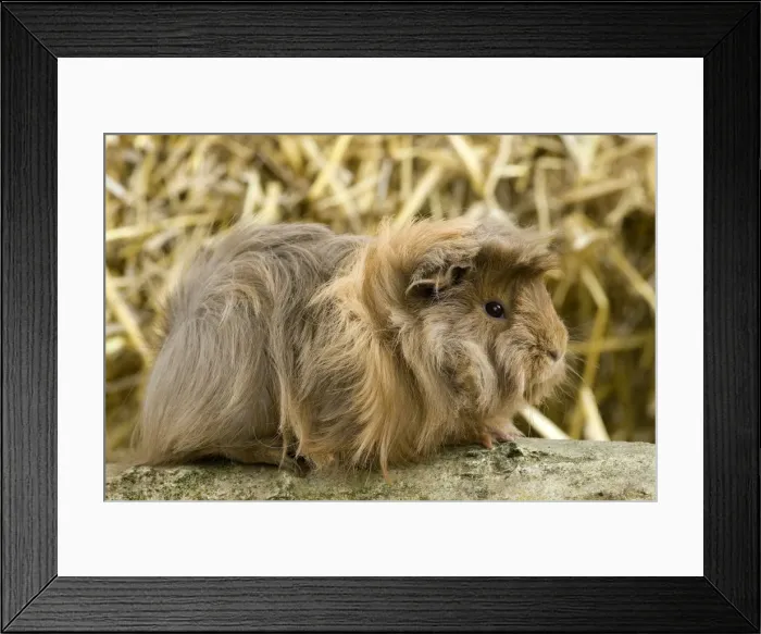 Framed Print : Picture No. 10900102 Framed Print : Picture No. 10900102