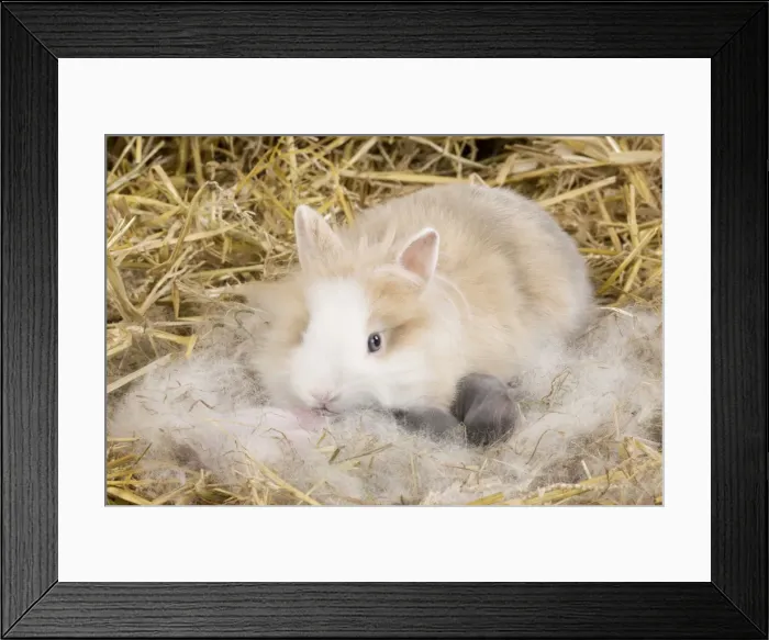 Framed Print : Picture No. 10900106 Framed Print : Picture No. 10900106