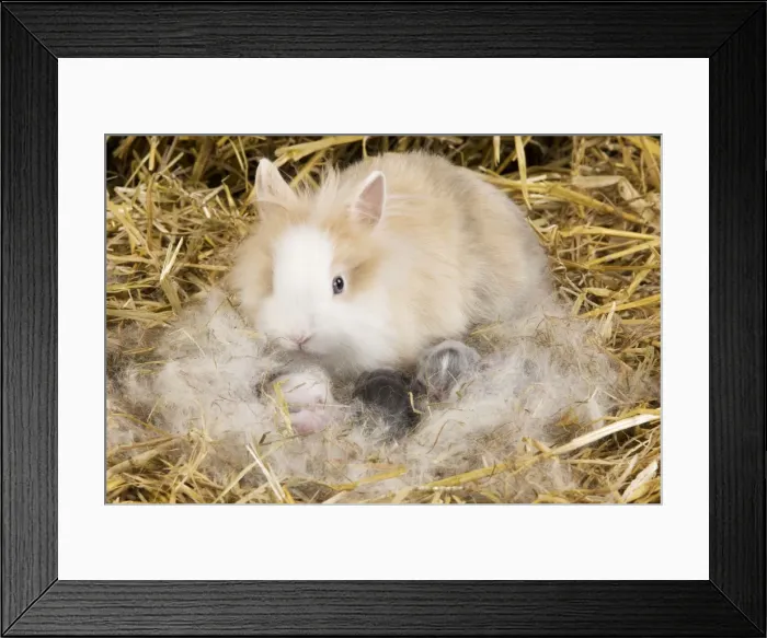 Framed Print : Picture No. 10900108