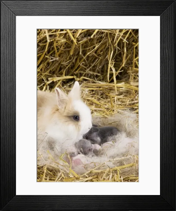 Framed Print : Picture No. 10900109 Framed Print : Picture No. 10900109
