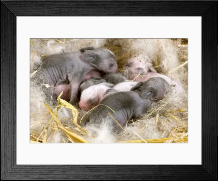Framed Print : Picture No. 10900112