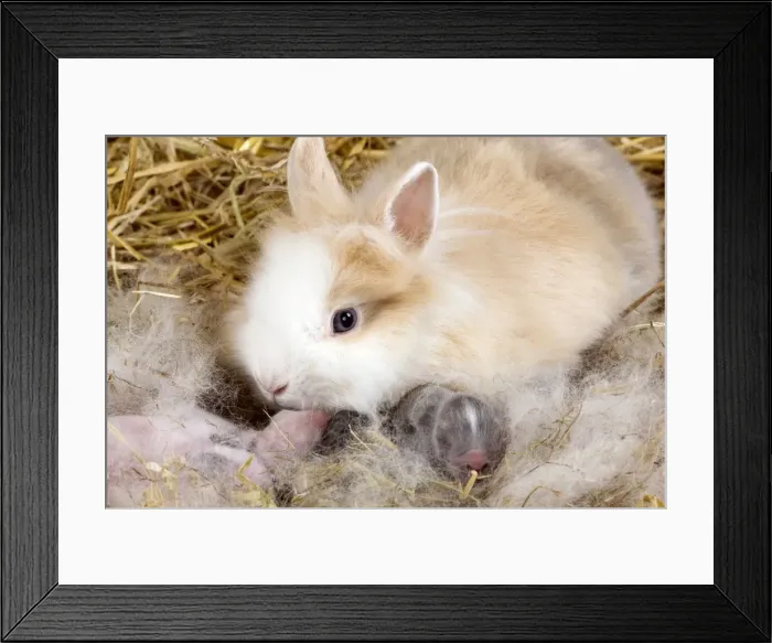Framed Print : Picture No. 10900107 Framed Print : Picture No. 10900107