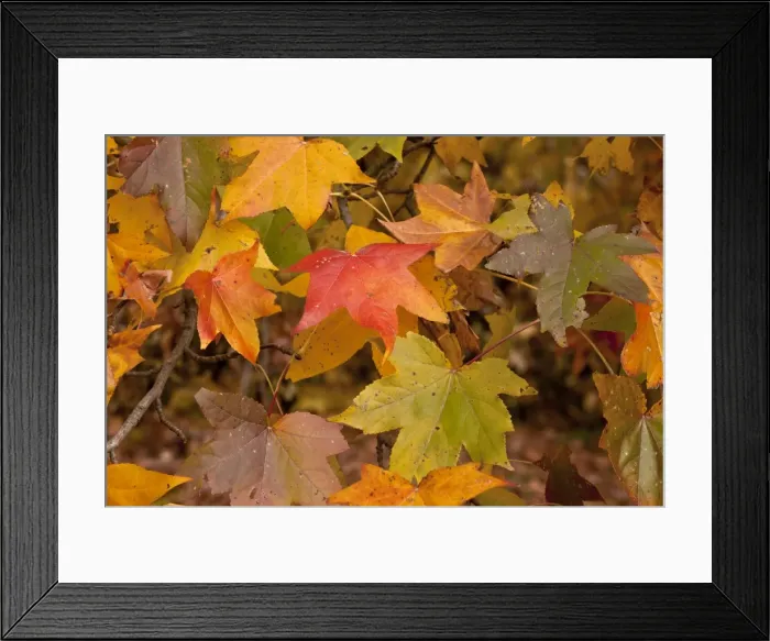 Framed Print : Picture No. 10887187 Framed Print : Picture No. 10887187