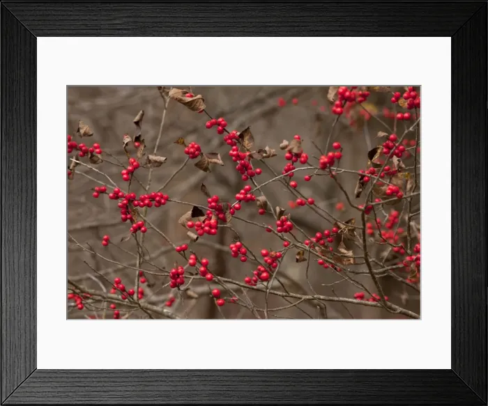 Framed Print : Picture No. 10887188 Framed Print : Picture No. 10887188