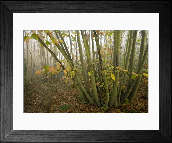 Framed Print : Picture No. 10887191 Framed Print : Picture No. 10887191