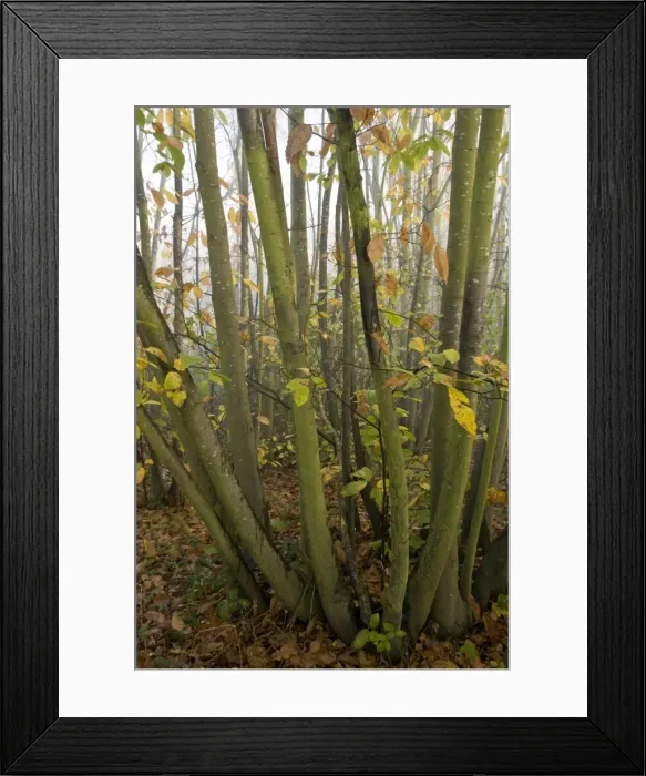 Framed Print : Picture No. 10887192 Framed Print : Picture No. 10887192