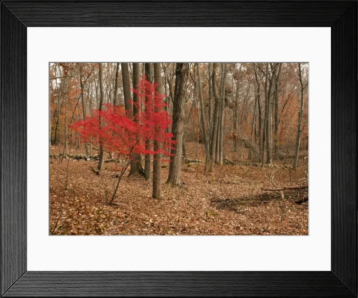 Framed Print : Picture No. 10887184 Framed Print : Picture No. 10887184