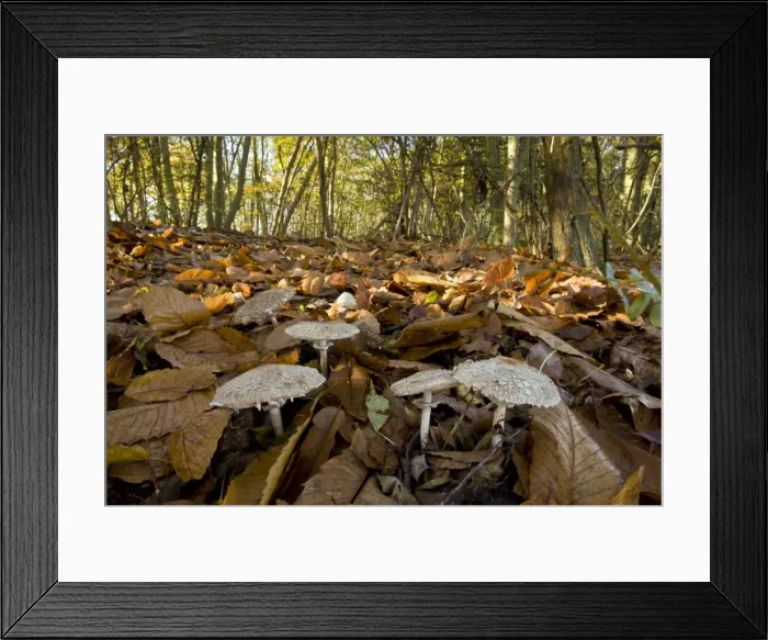 Framed Print : Picture No. 10887196 Framed Print : Picture No. 10887196