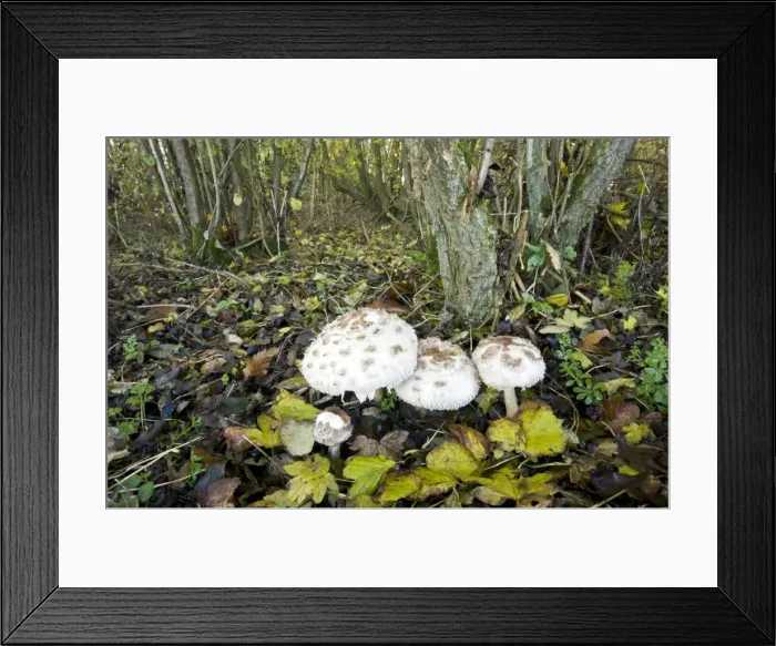 Framed Print : Picture No. 10887194 Framed Print : Picture No. 10887194